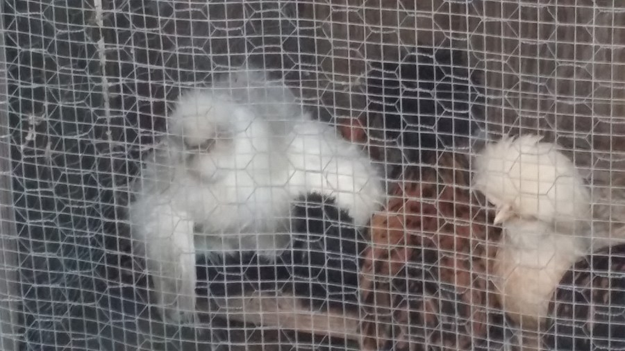 I tried to gather you like a mother hen gathers her&nbsp;chicks.